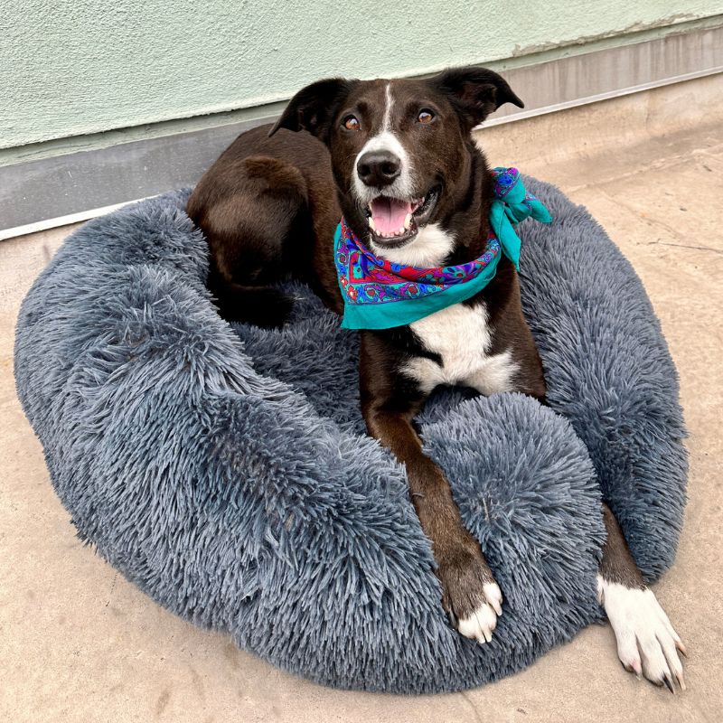 Coussin douillet anti-stress pour chien